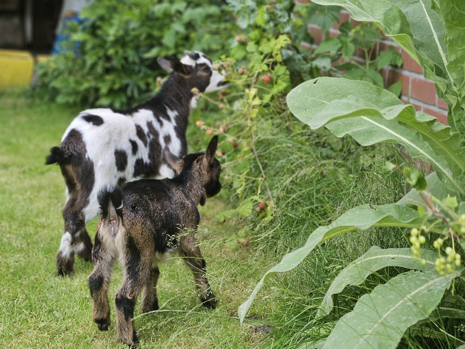 Column: 'Afscheid van de geiten' in vakblad de Boerderij