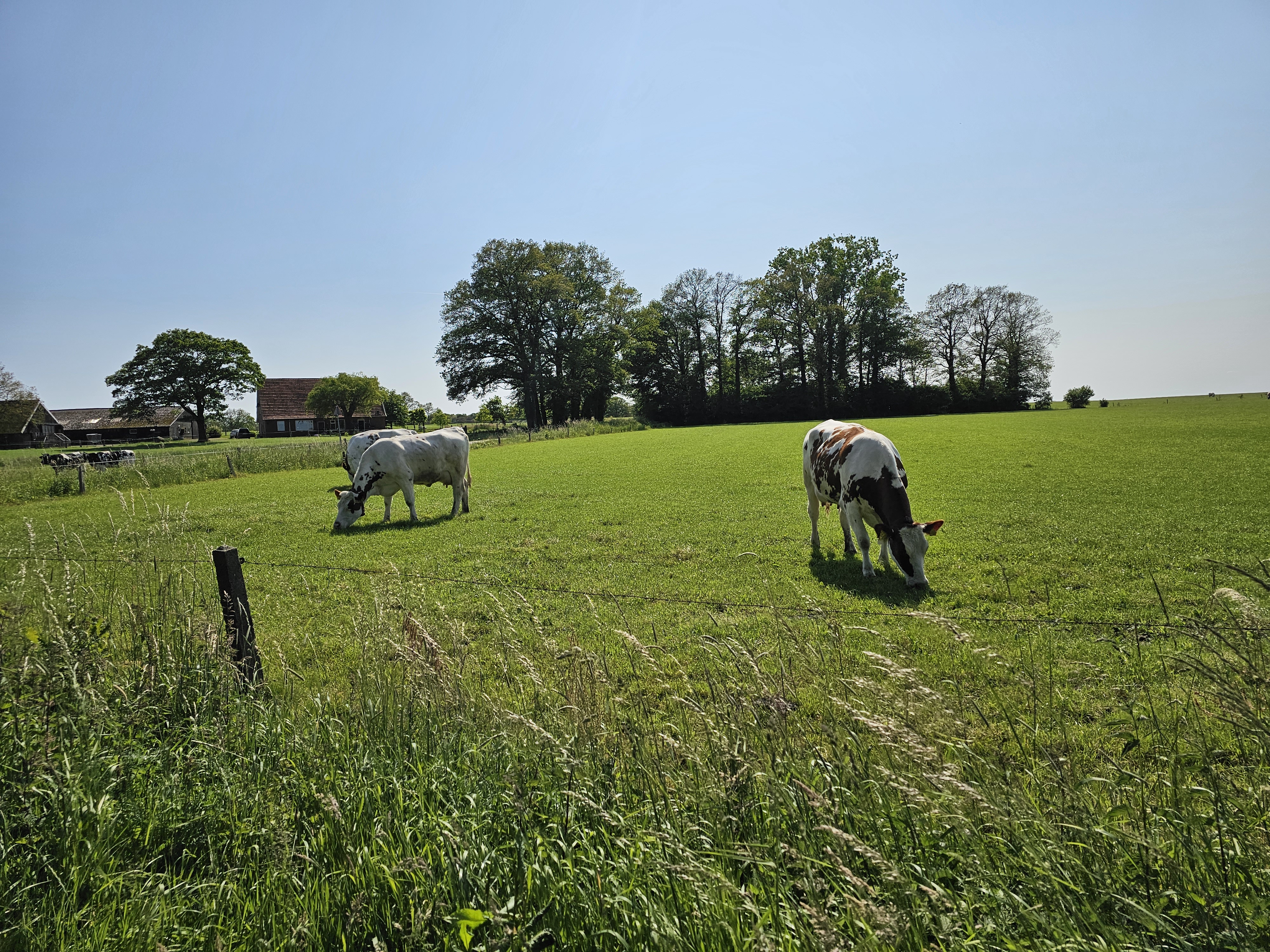 Column: 'Afscheid nemen, het went nooit' in vakblad de Boerderij