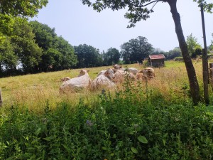 Column in de Boerderij ‘Oost-Indisch doof’