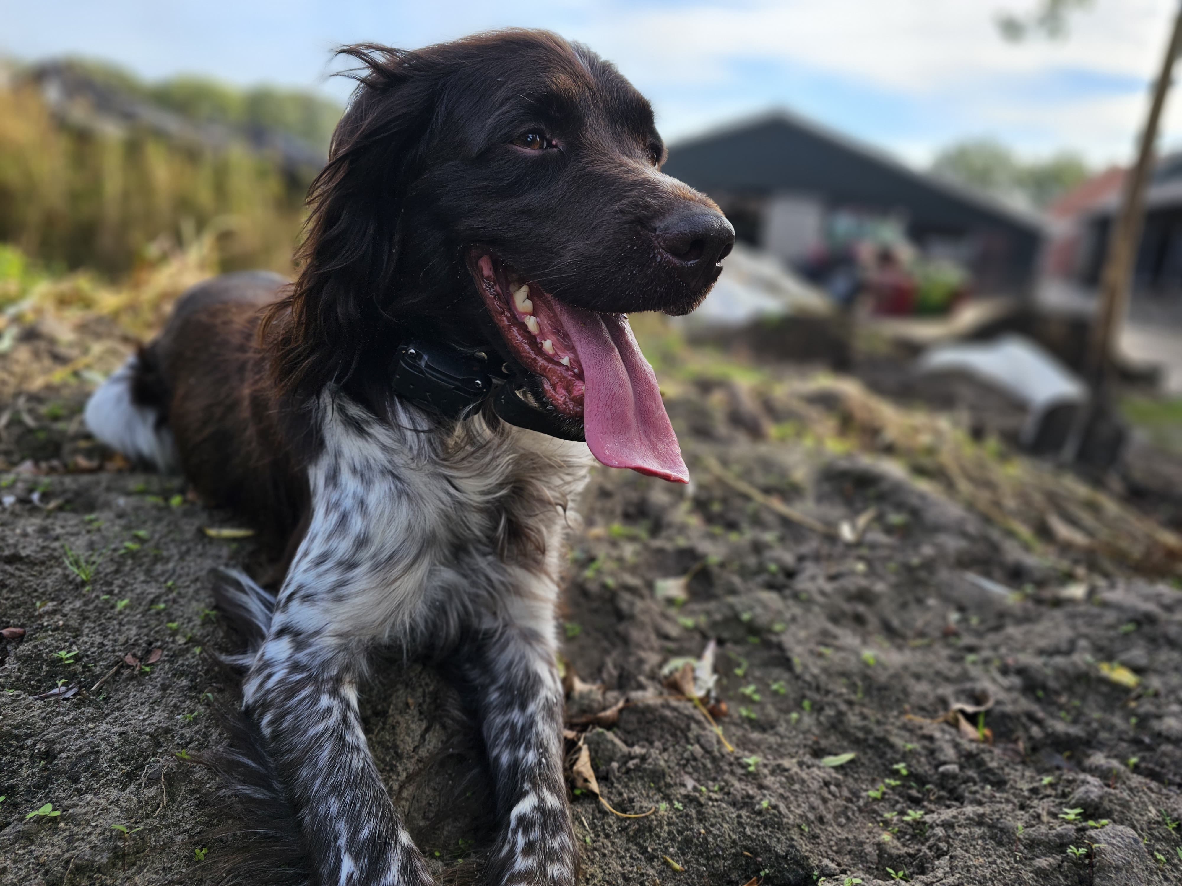 Column in de boerderij: ‘Onze Finn, Finneke, Finny, is dood’