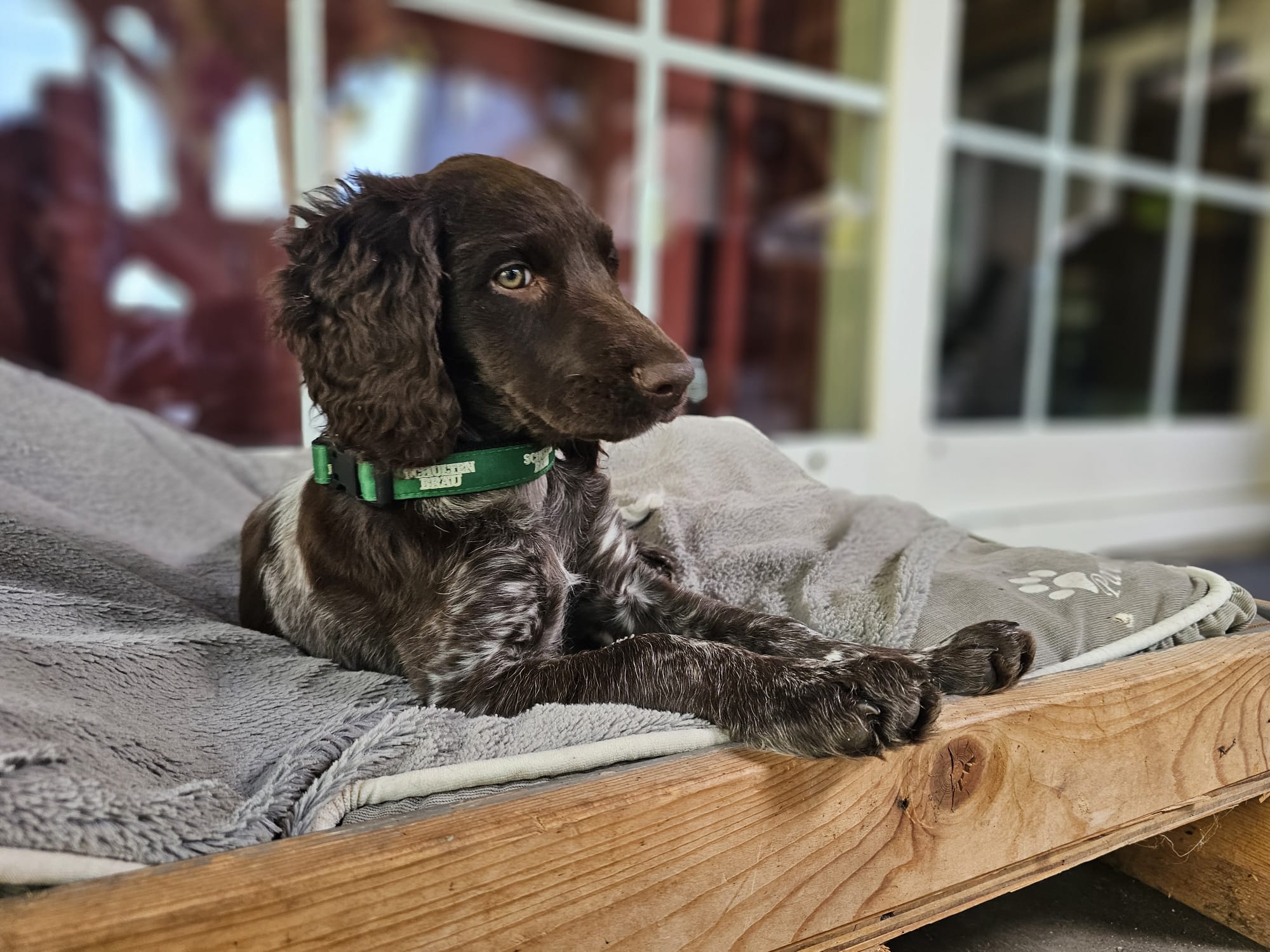 Column in de Boerderij ‘We hebben een nieuwe pup!’