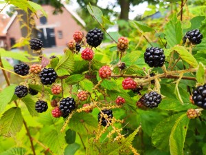 Column in de Boerderij: ‘Ik doe het niet meer, geen tijd voor jam